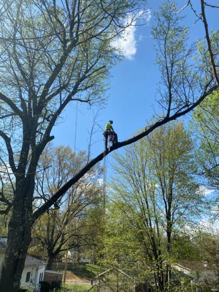 Newburgh Tree Service LLC