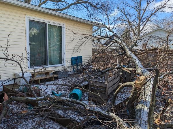 Real Tree Care LLC