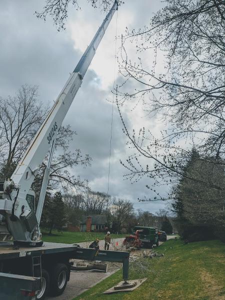 Real Tree Care LLC