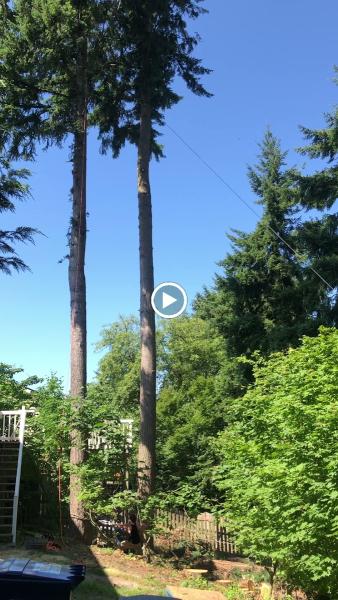 Green Leaf Tree Service