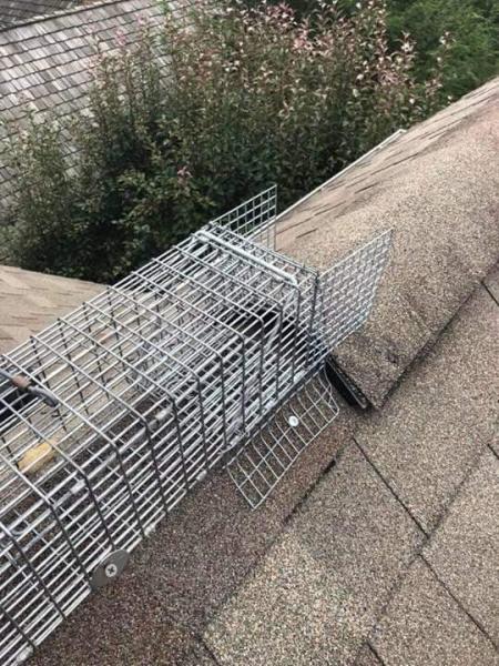 Pro Wildlife Removal Winston Salem