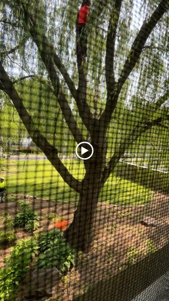 3 Brothers Tree Service