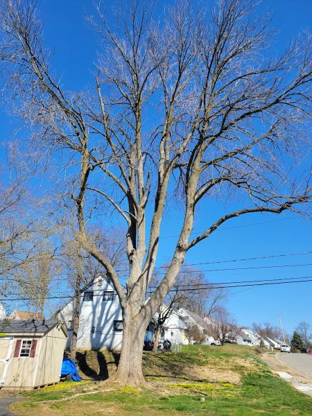 3 Brothers Tree Service