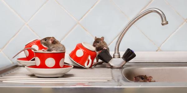 Lehigh Valley Pest Pros