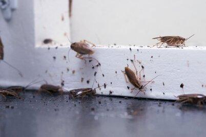 Lehigh Valley Pest Pros
