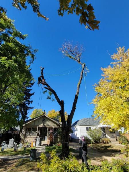 Tannenbaum Tree Care
