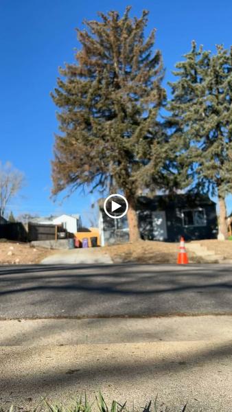 Tannenbaum Tree Care