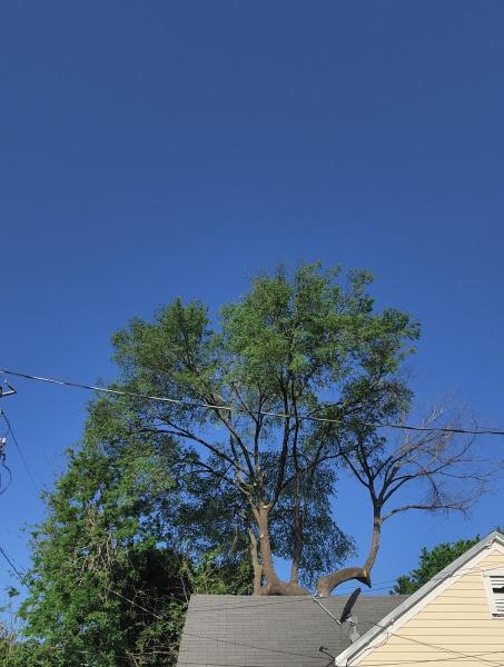 Valerio's Tree Service & More