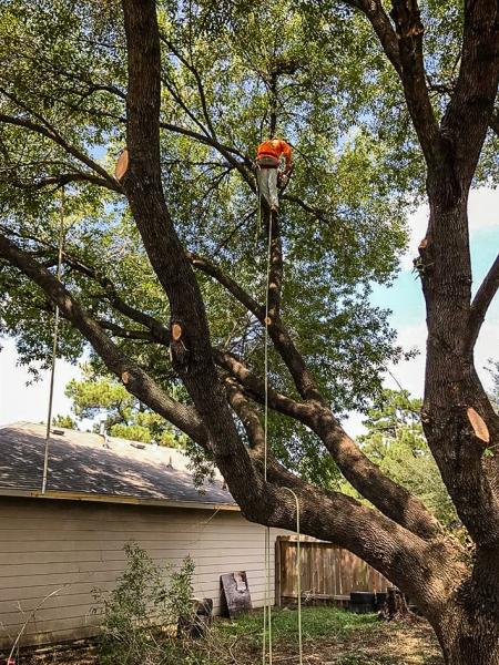 Valerio's Tree Service & More