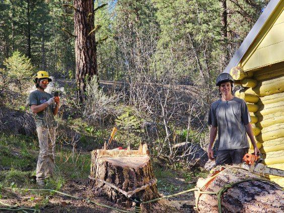 Tree City Arborist