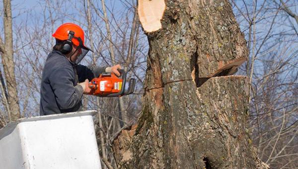 Salas Tree Service