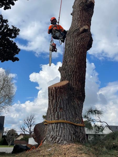 Salas Tree Service