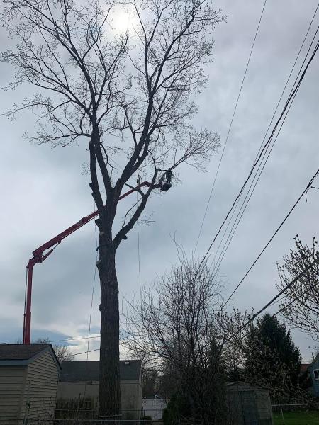 County Tree II LLC