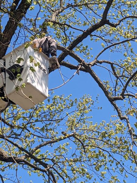 County Tree II LLC