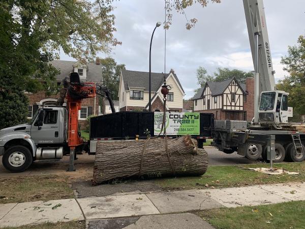County Tree II LLC