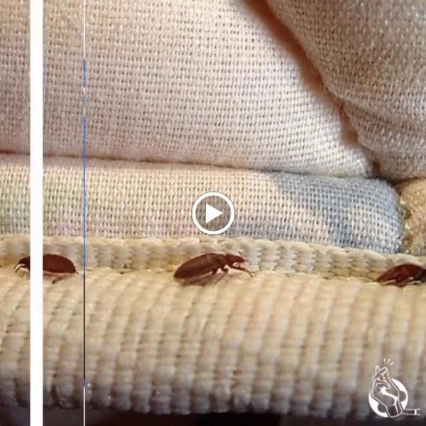 Bed Bug Texas Termite & Pest Control