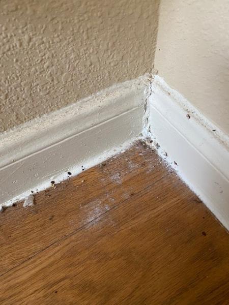 Bed Bug Texas Termite & Pest Control
