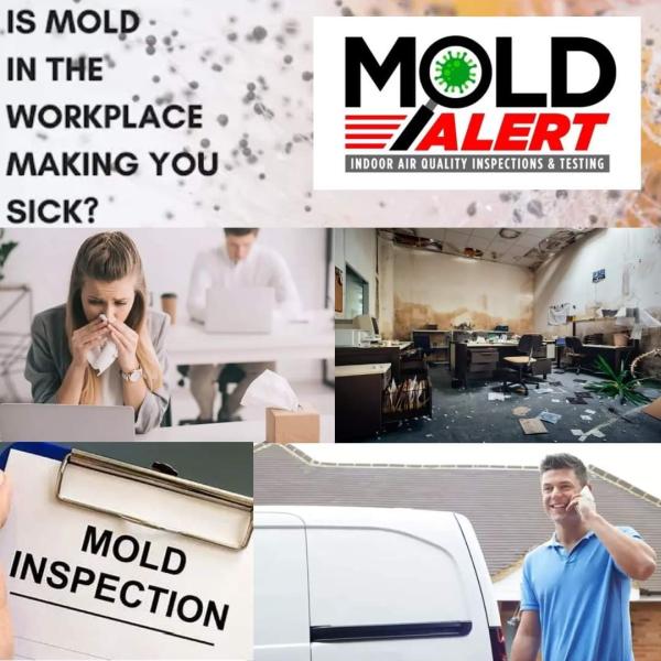 Mold Alert