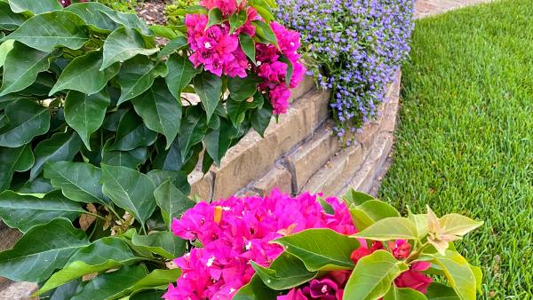 Landscapes Incorporated