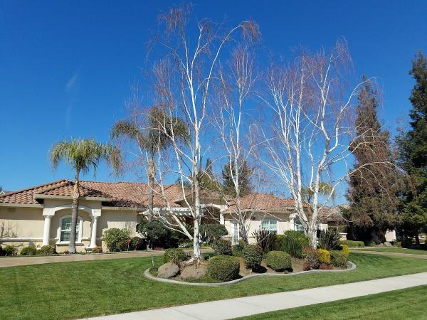 Apes Tree Service LLC