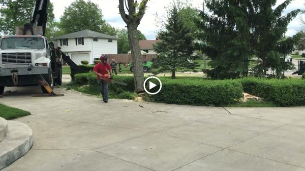 Premier Tree Specialists