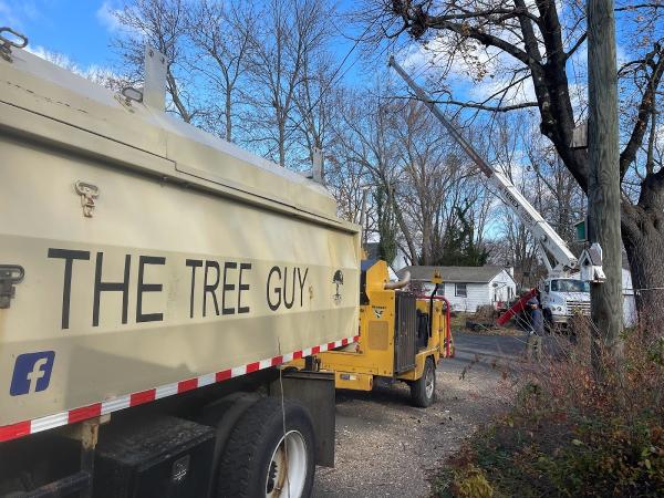 The Tree Guy LLC