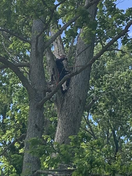 Specialty Tree Service