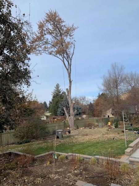American Tree & Shrub