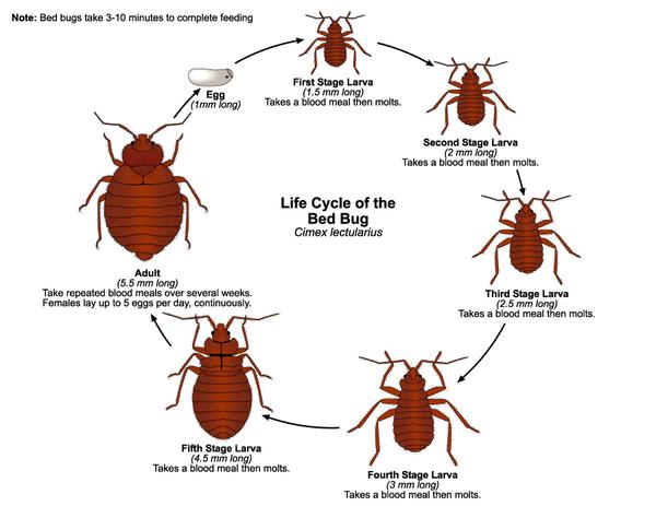 Remix Pest Control