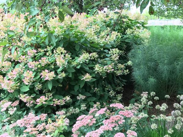 Redbud Landscaping