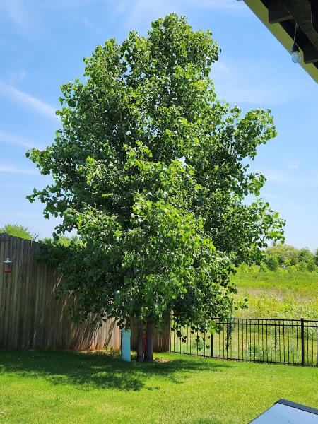 Vision Tree Service