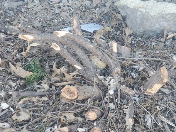 Level Ground Stump Removal