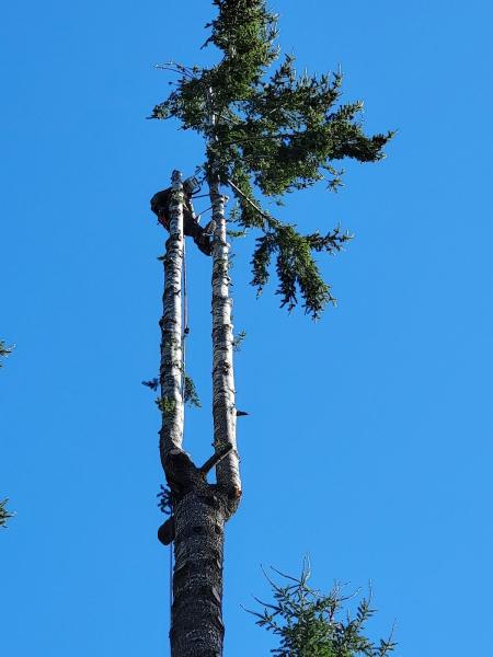 Dedicated Tree Service
