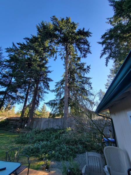 Dedicated Tree Service