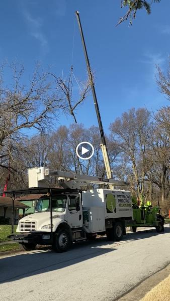 American Arborist