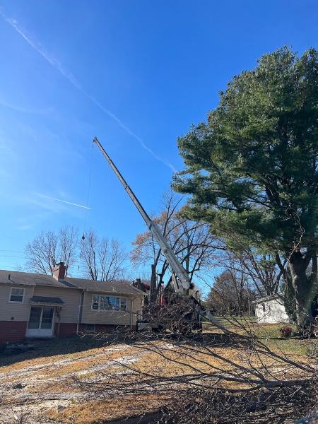American Arborist