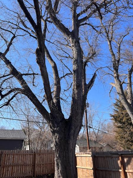 American Arborist