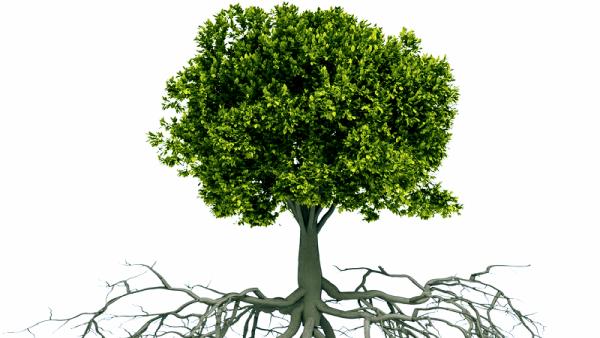Ecopro Tree Service & Outdoor Solutions
