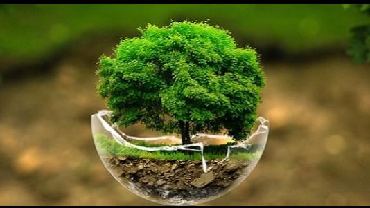 Ecopro Tree Service & Outdoor Solutions