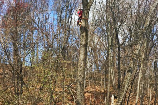 EA Lawn Care & Tree Service