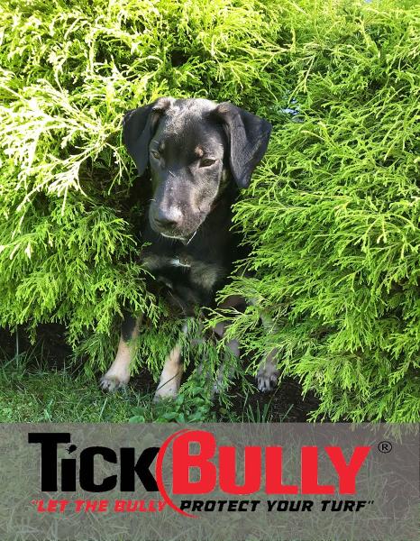 Tick Bully