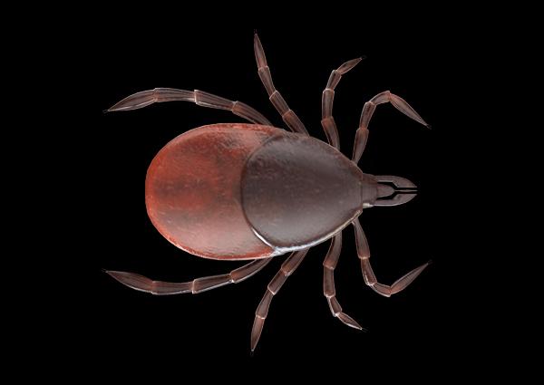Tick Bully