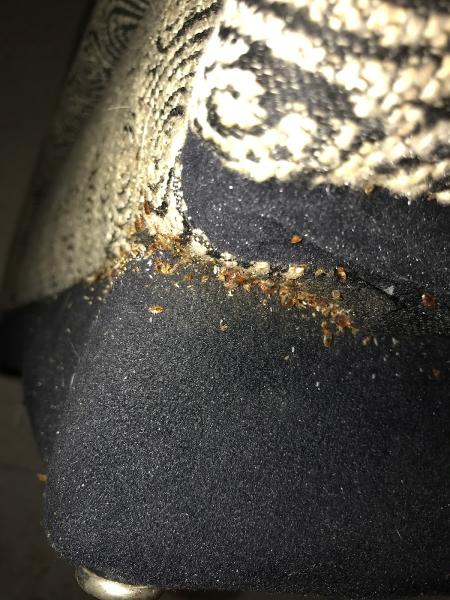 5 Star Pest Control International LLC