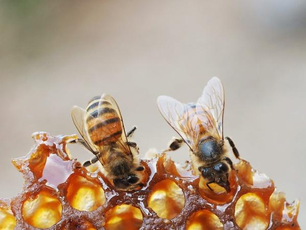 USA Live Bee Removal