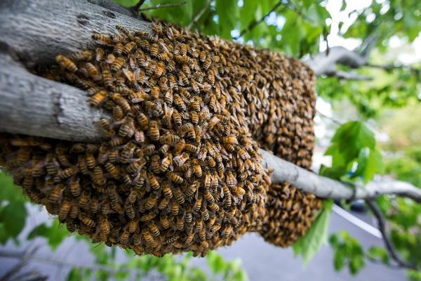 USA Live Bee Removal