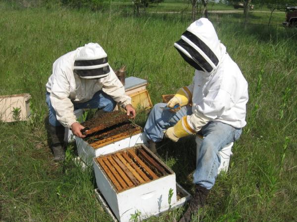 USA Live Bee Removal