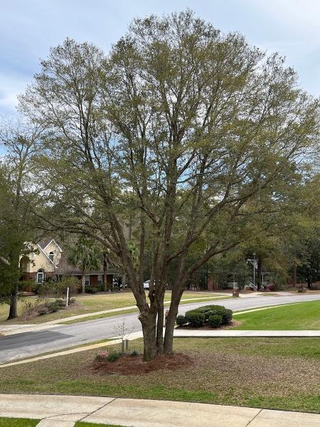 Allstate Tree Service