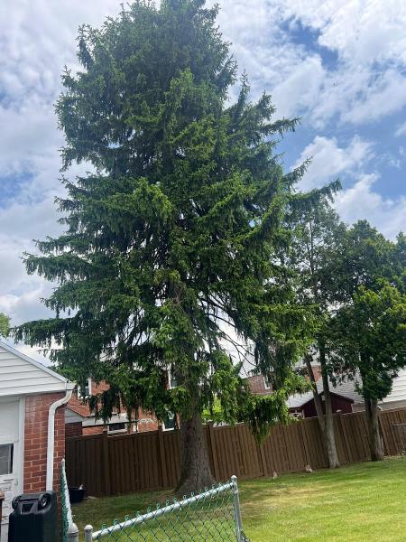Chuva Tree Services