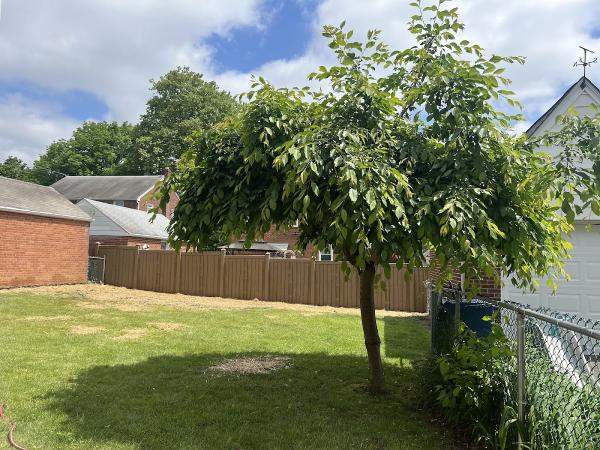 Chuva Tree Services