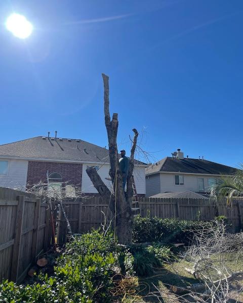Urban Arbors Tree Trimming Company
